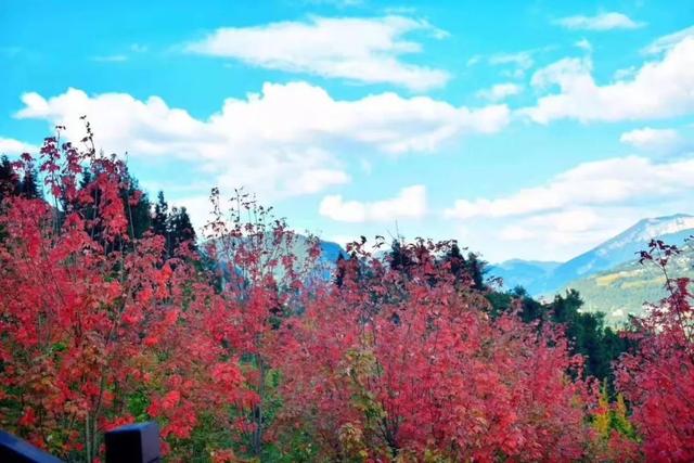 秋色无私到草花——恩施大峡谷秋景合集